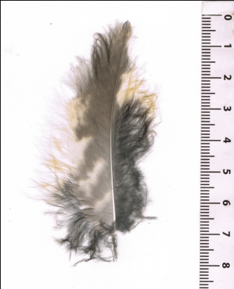 Aiuto identificazione