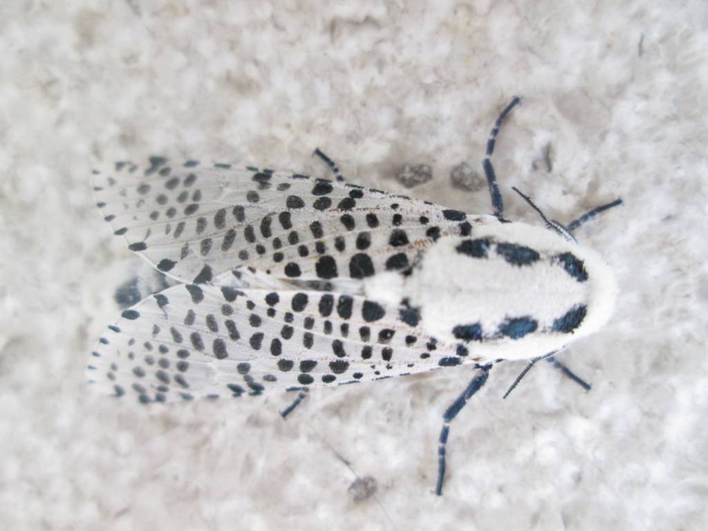 Id falena