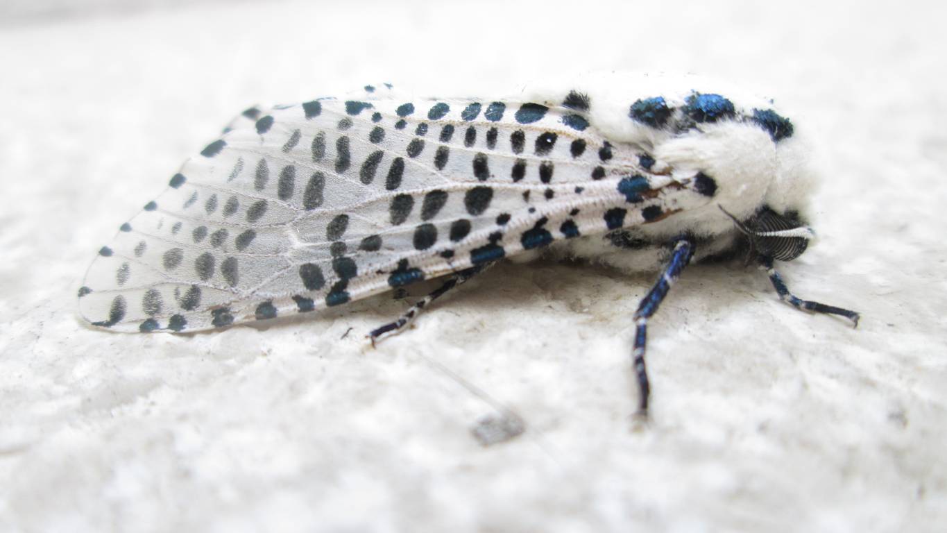 Id falena