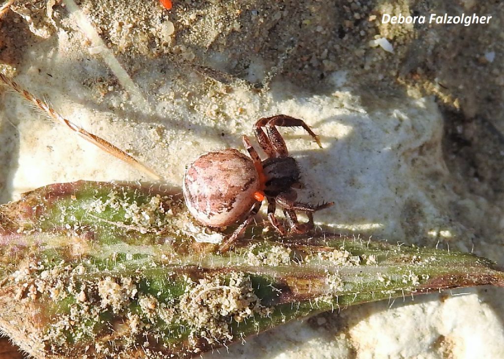 Araneidae da id.