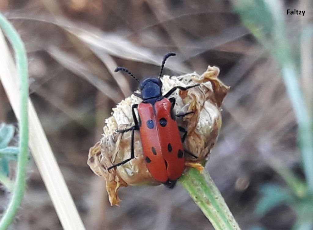 Meloidae: Mylabris schreibersi? S.