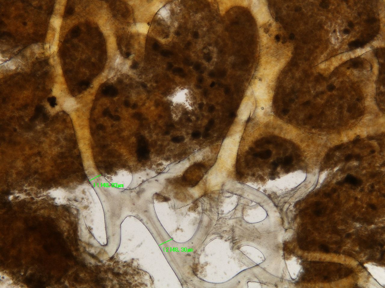 porifera da determinare