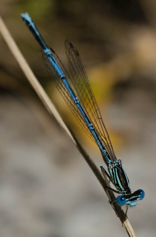 Coenagrionidae