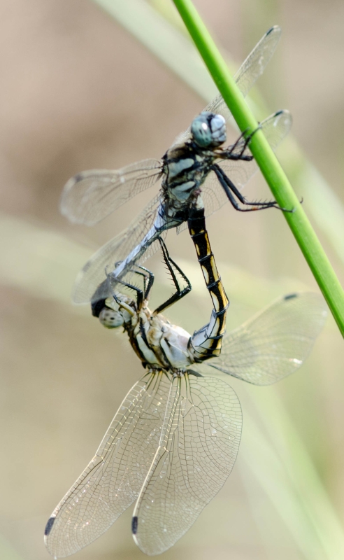 Orthetrum