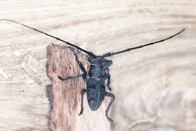 Monochamus - No, Morimus asper asper
