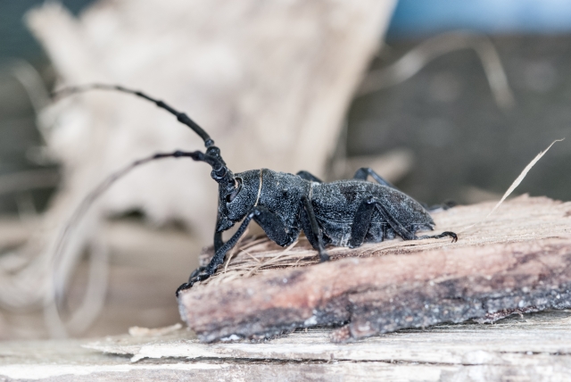 Monochamus - No, Morimus asper asper