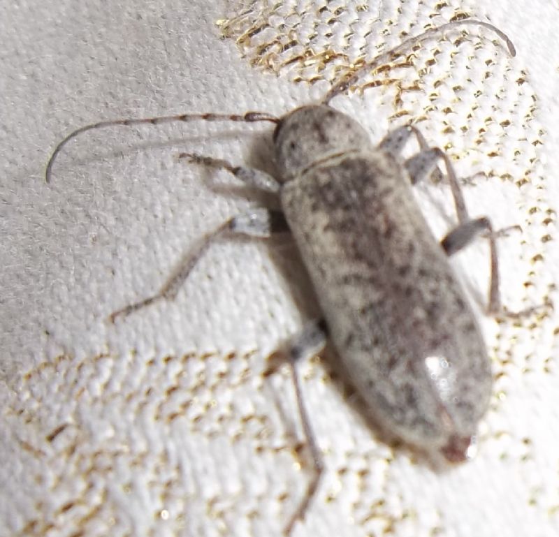 Coleottero da identificare - Trichoferus holosericeus