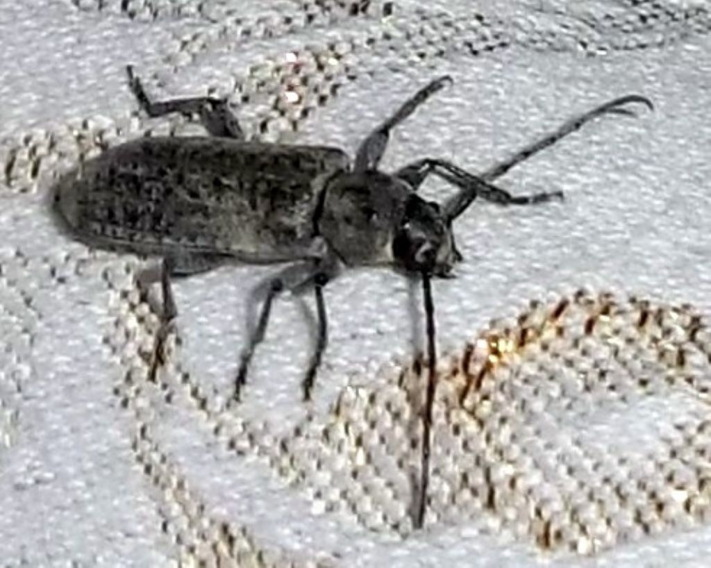 Coleottero da identificare - Trichoferus holosericeus