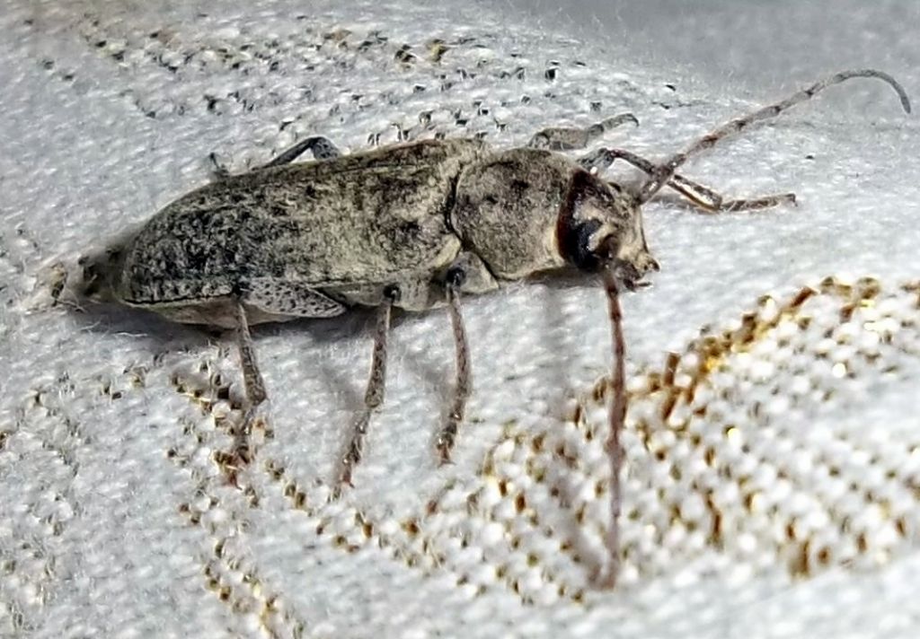 Coleottero da identificare - Trichoferus holosericeus