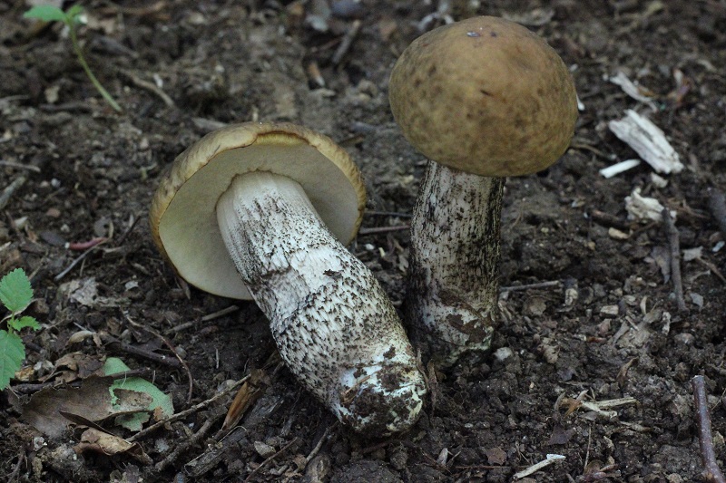 funghi da determinare
