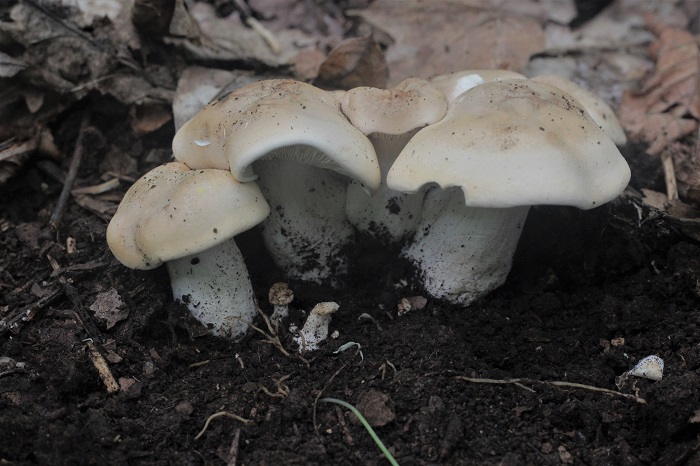 funghi da determinare