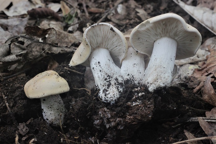 funghi da determinare