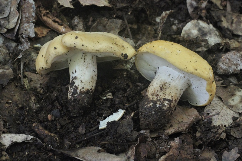 funghi da determinare