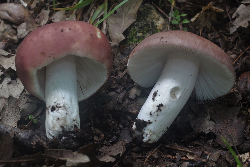 funghi da determinare