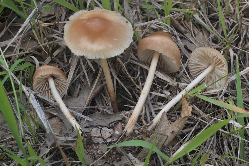 funghi da determinare