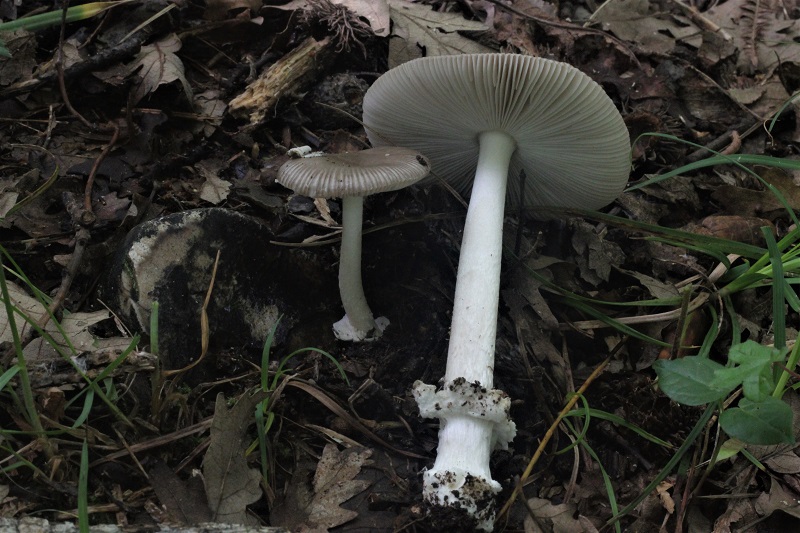 funghi da determinare