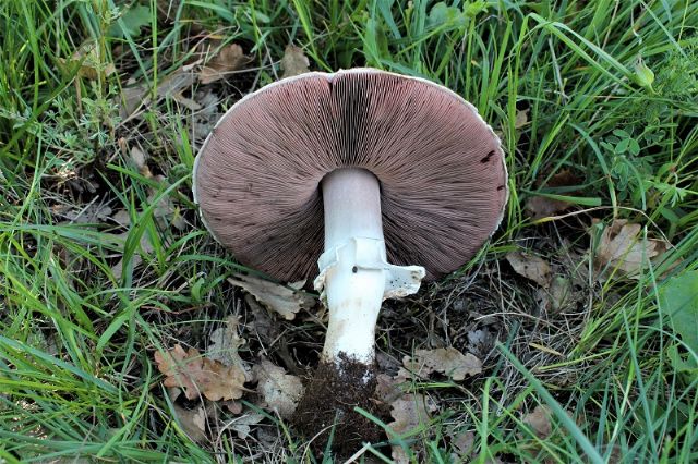 Agaricus da determinare