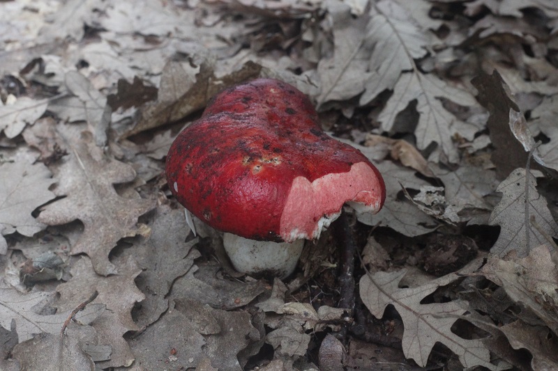 Russula da determinare