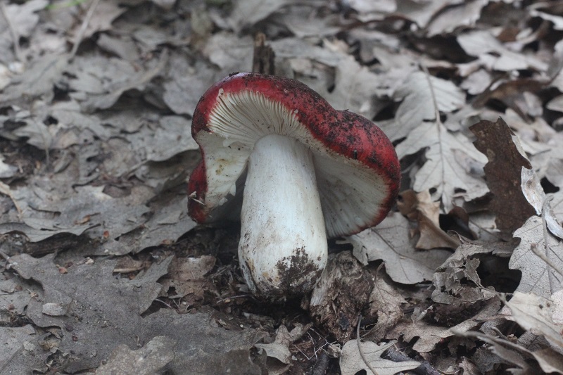 Russula da determinare