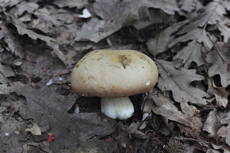 Russula da determinare