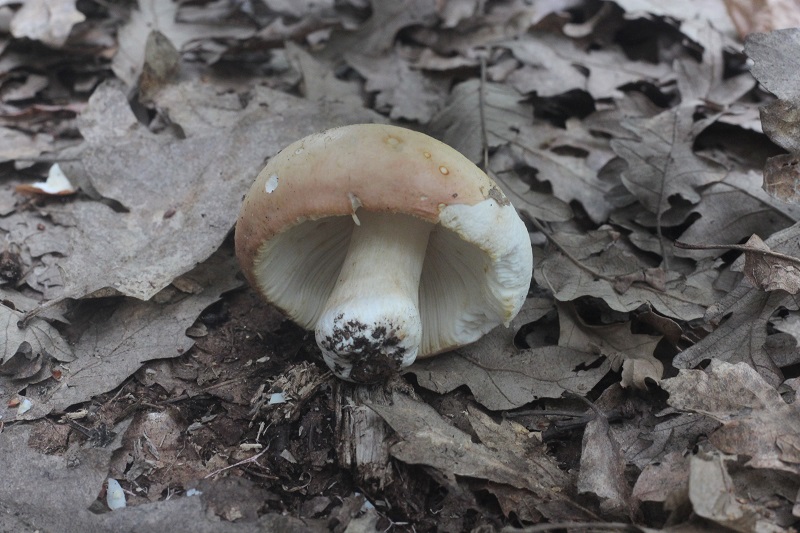Russula da determinare