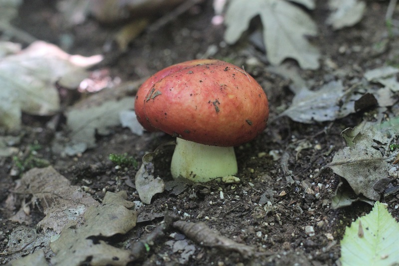 funghi da determinare