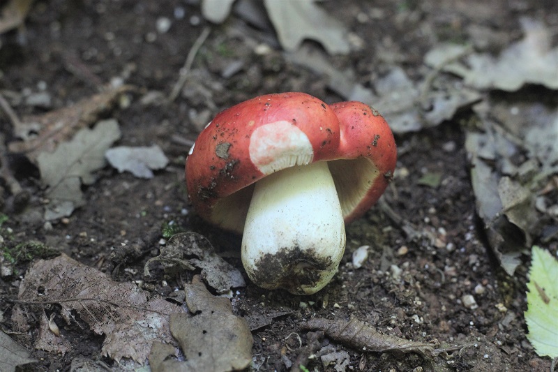 funghi da determinare