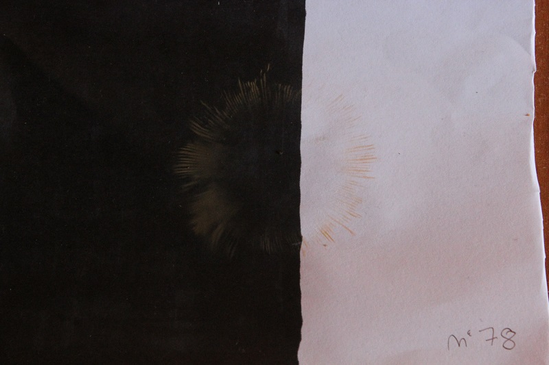 funghi da determinare