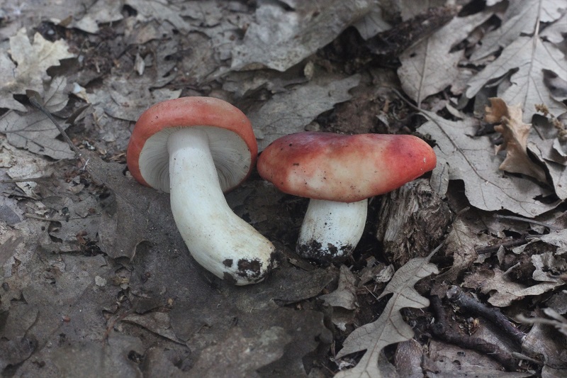 funghi da determinare