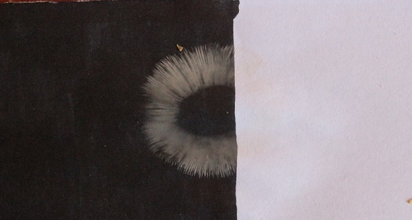 funghi da determinare