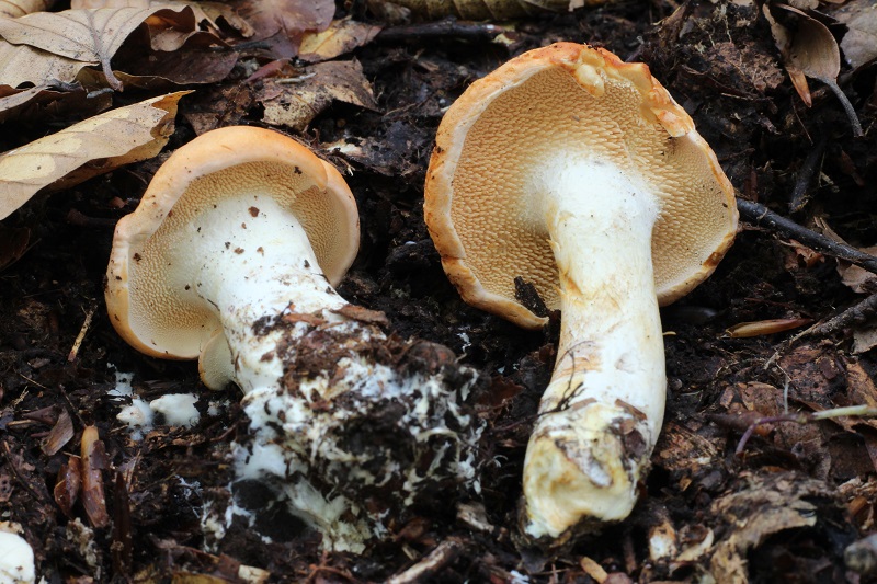 funghi da determinare