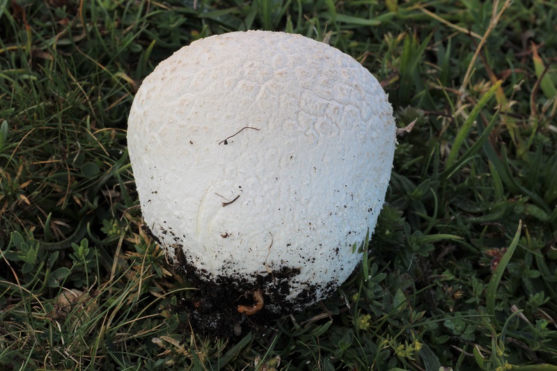 funghi da determinare