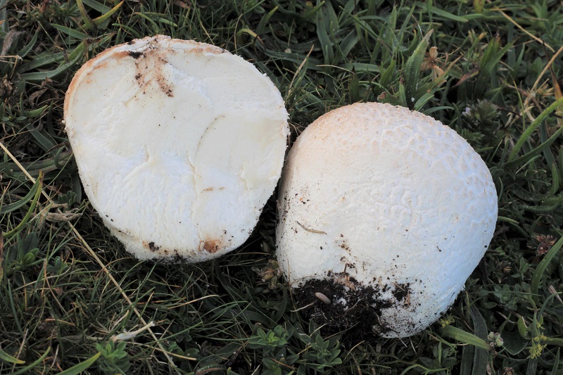 funghi da determinare