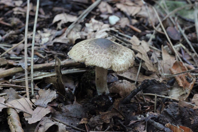 funghi da determinare