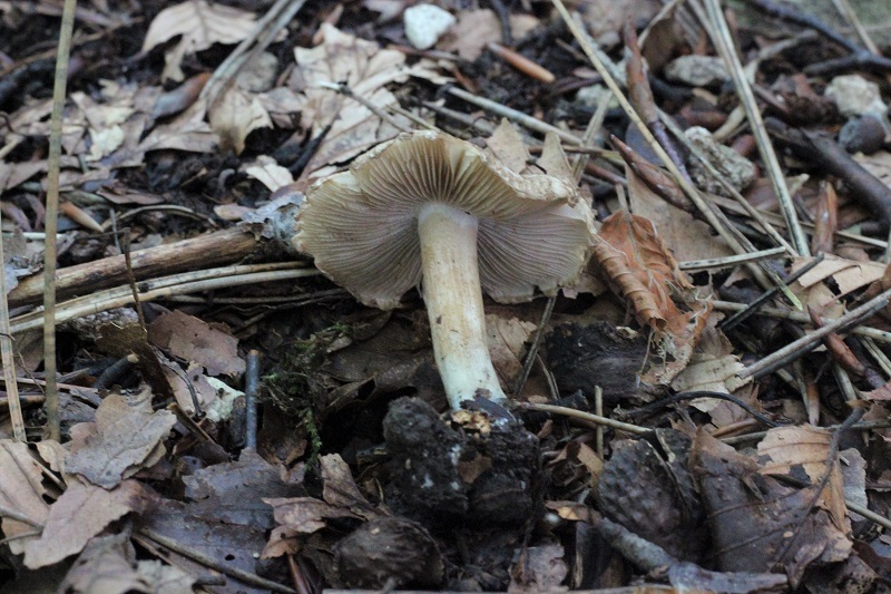 funghi da determinare