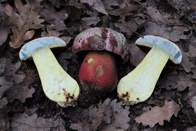 Boletus da determinare