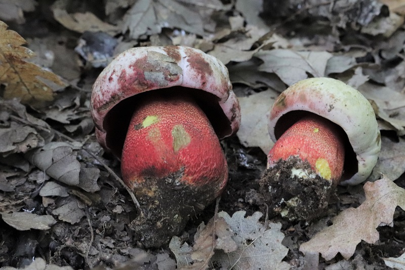 Boletus da determinare