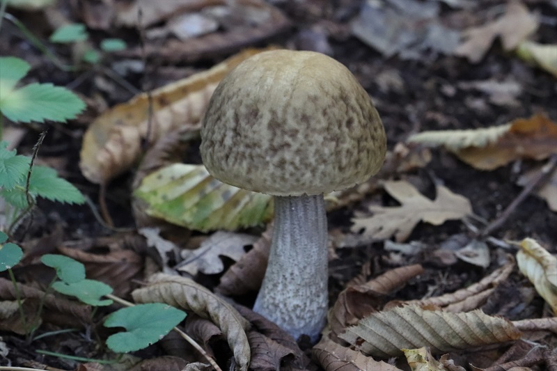 Leccinum?