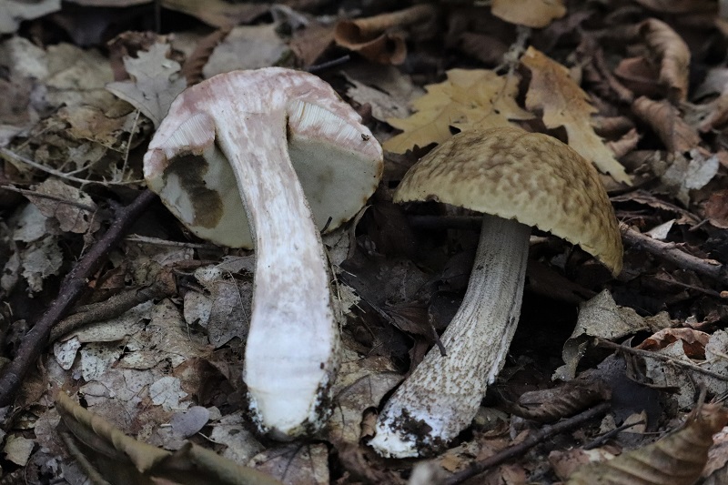 Leccinum?