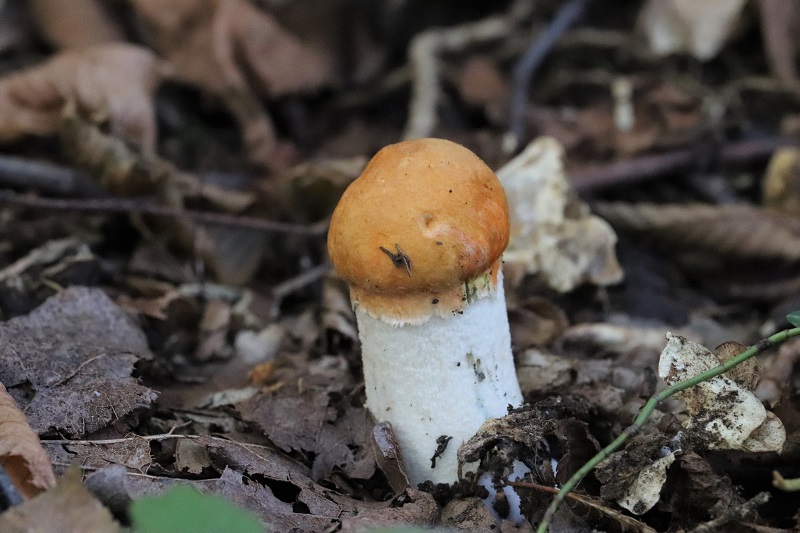 Leccinum?