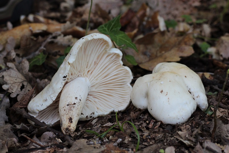 Hygrophorus?