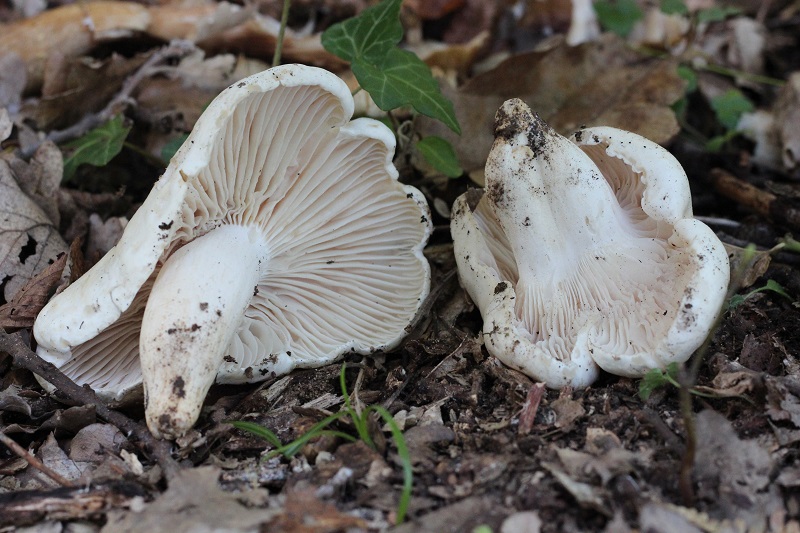 Hygrophorus?