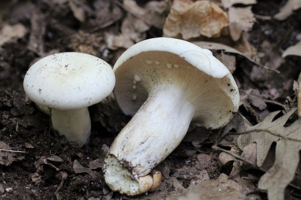 Lactarius?