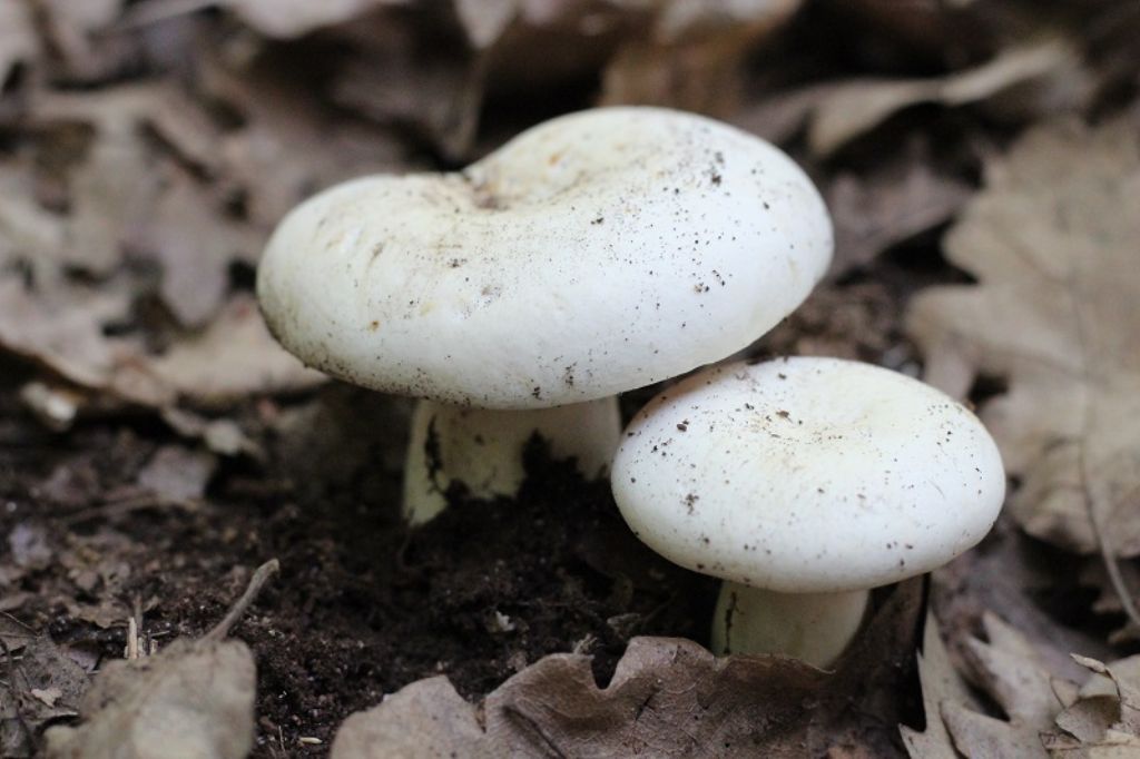 Lactarius?