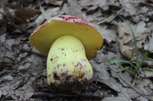 Boletus da determinare