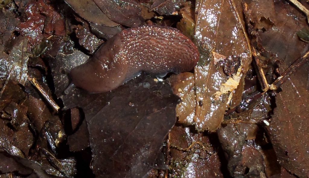 Limax dacampi della zona Novara
