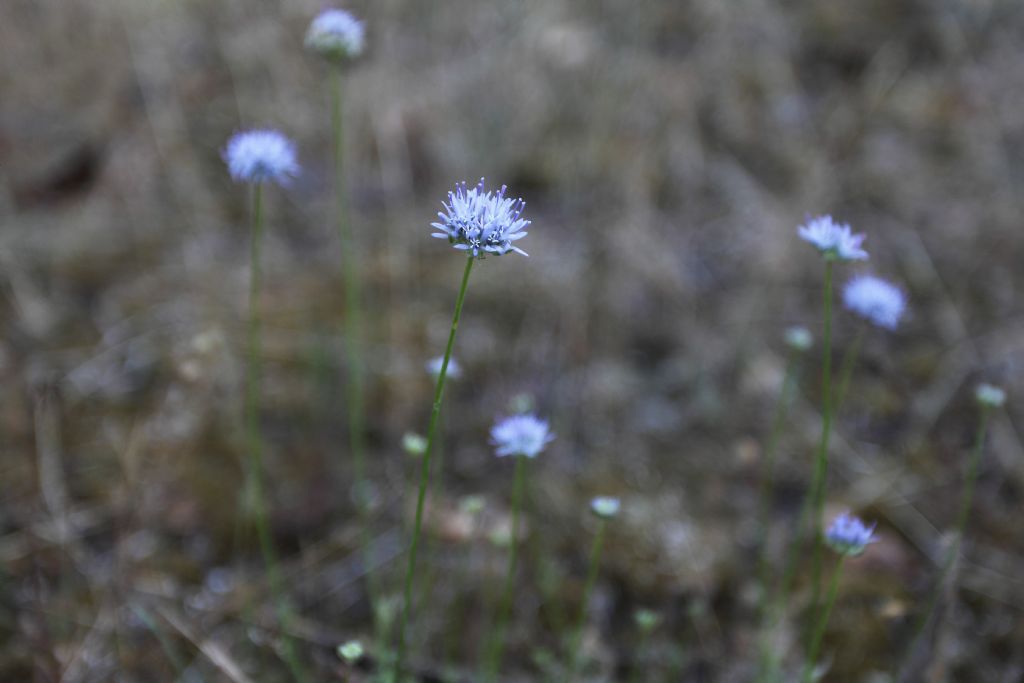 pianta ID , parco ticino