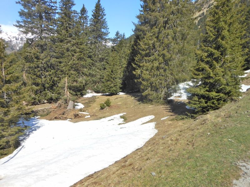 Diderma nivale.......