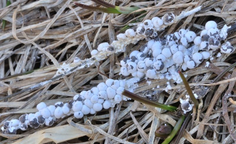 Diderma nivale.......