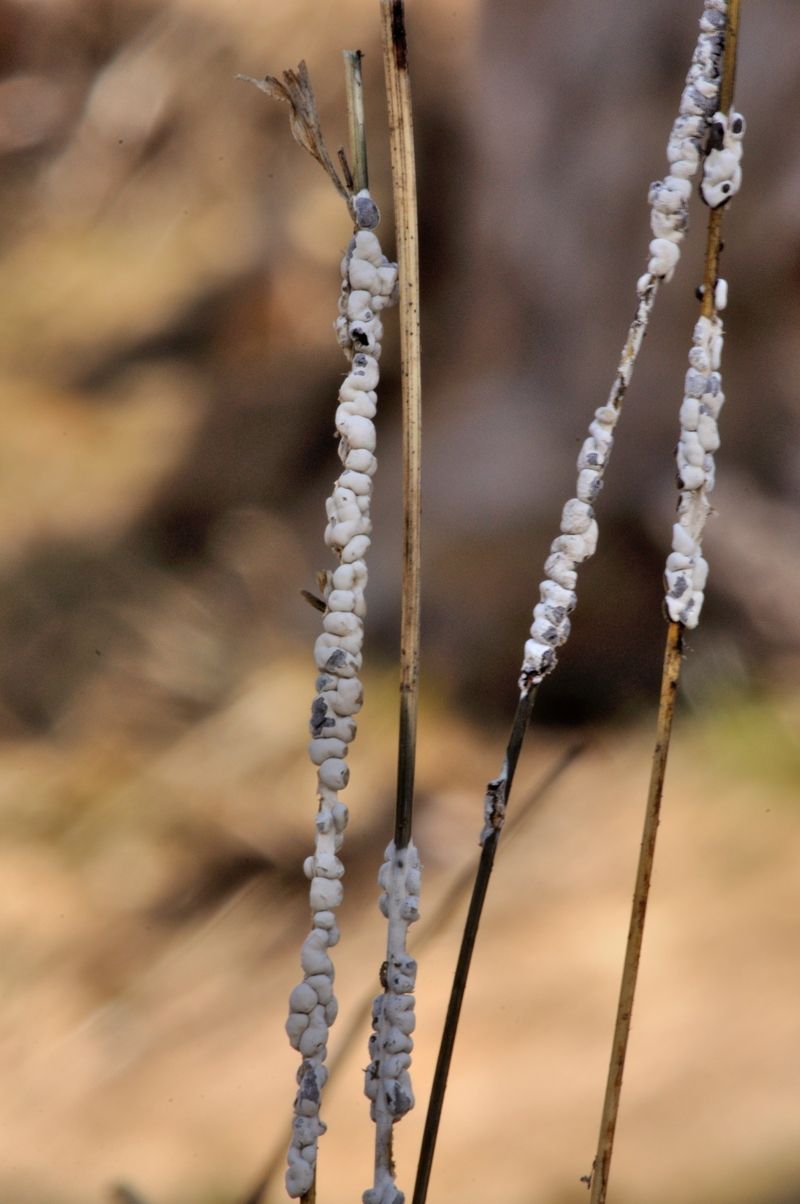 Diderma nivale.......